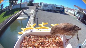 birdsnap® P33 - Smart Bird Feeder with Camera Solar Powered, 2K Video Bird Camera Feeder Live with 32GB Card, AI Identify Feather Species, Auto Record in Backyard, Ideal Gift for Birds Lover