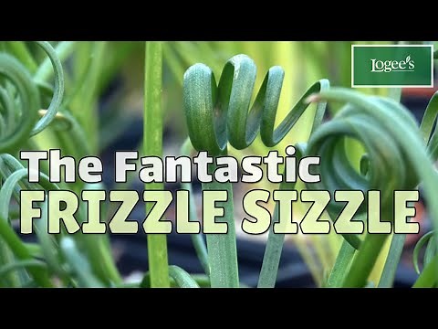 Meet the Fantastic ‘Frizzle Sizzle’ - How to Grow and Care for Albuca ‘Frizzle Sizzle’