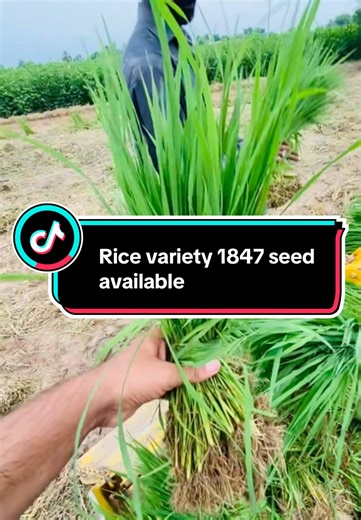 Discover Rice Variety 1847 Seed Availability