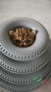 Exotic Shorthair cat on Reels