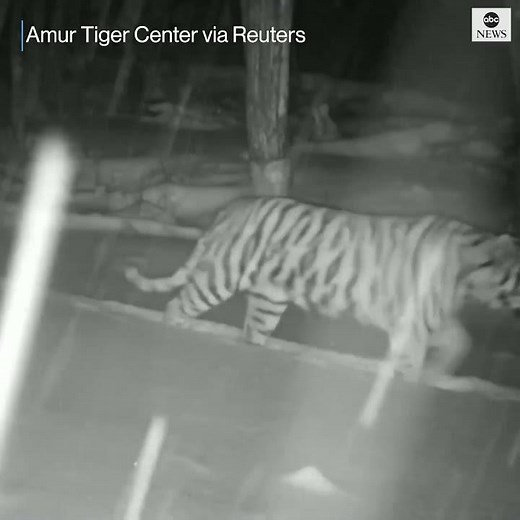 Rare Siberian tiger, cubs caught on camera l ABC News