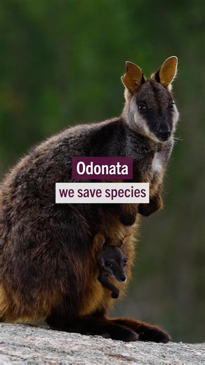 New year, new to Odonata? Here’s a snappy 2-ish minute explainer on what we do and why we do it. But if three words is all you have time for… We Save Species. We’d love you to join us in our mission. Thank you, The Odonata Crew x #Odonata #OdonataFoundation #WeSaveSpecies #threatenedspecies #endangeredspecies | Odonata Foundation