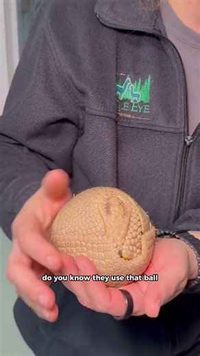 Did you know armadillos have a super neat defense mechanism?