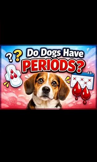 Your dog is not on her period here’s what’s REALLY going on #Doglovers #Dogchannel #dog #dogshorts