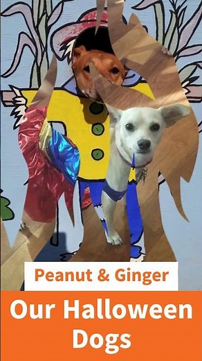 Cute Dogs in Halloween Costumes 👻