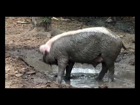 Video Touch: Animals