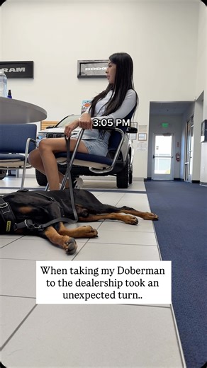 Hanny Thomas and Diesel 🇺🇸 on Instagram: "Diesel knows when to step in for comfort ❤️ For context: when I asked our salesperson about getting something from this deal, it’s because we felt we were negotiating down to the very bottom. I just wanted to make sure he will still get his fair share for helping us 🙏🏼 🙏🏼 Something to take away from today: not everyone has had positive experiences with Dobermans, and that’s okay. The truth is, any breed can show aggression if they aren’t raised wit