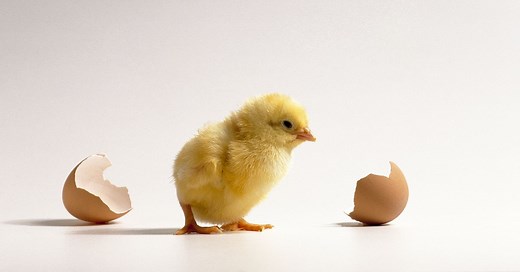 Why billions of baby chickens are killed every year