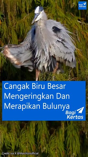 Sekilas, gerakannya bikin mikir, “Loh… kok familiar ya?” 😭 Tapi tenang—ini bukan apa-apa selain Cangak Biru Besar (Great Blue Heron / Ardea herodias) yang sedang melakukan ritual perawatan bulu. Dalam video ini, Cangak Biru Besar terlihat mengembangkan dan mengibaskan sayapnya. Gerakan ini berfungsi untuk mengeringkan bulu, merapikan susunannya, serta mengusir parasit—rutinitas penting bagi burung air yang hidup di lingkungan lembap. Menjelang pergantian musim, perilaku ini juga berkaitan denga