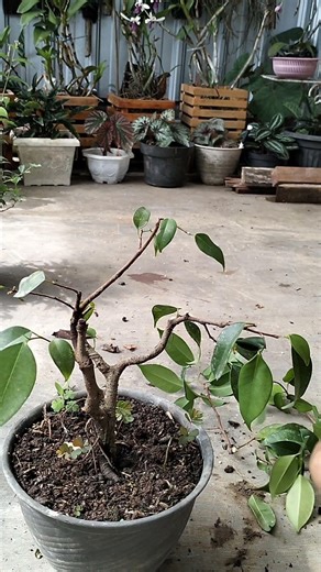 PRUNING BONSAI BERINGIN🌲 #bonsai #caraperawatanbonsai #bonsaitree
