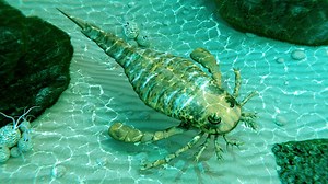 Eurypterus