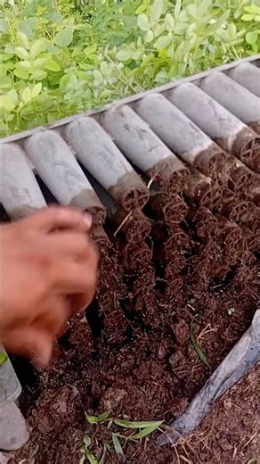 planta de palo colorado con raíces de fuera