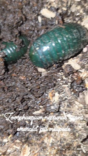 These guys plow dirt like its their jobs. They are super fun to watch and have been one of my favorite projects. Fingers crossed I get these guys going. She is sniffing Georgia beetles flake soil #invertebrates #bugs #slime #springtails #millipede #isopods #springtail | Isorare pods