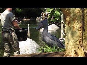 Shoebill Feeding Time