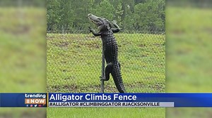 22K views · 288 reactions | TRENDING VIDEO - As if the prospect of an alligator in your yard wasn't scary enough...now this. Apparently -- they can climb fences. https://cbsloc.al/2Hfh3ul | CBS Miami | Facebook