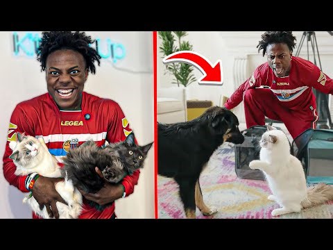 iShowSpeed Adopts 2 Cats (GONE WRONG)
