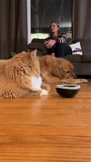 #fatcat #cat #annoyed #pets #fyp | cat