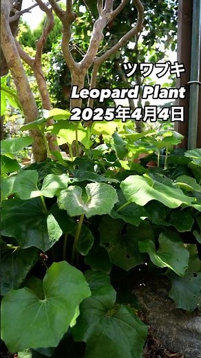ツワブキ Leopard Plant⠀大きな葉 2025年4月4日⠀ツワブキの特徴⠀⠀ツワブキは、その名の通り、葉に豹模様を思わせる斑点があるのが特徴です。