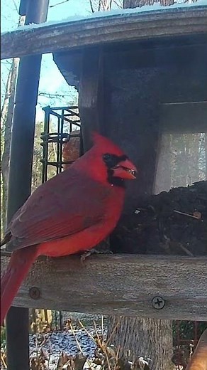 Male Northern Cardinal Enjoys Sunflower Seeds