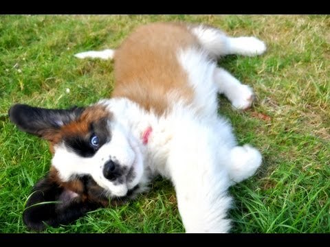 8 week old St Bernard Puppy Playing!