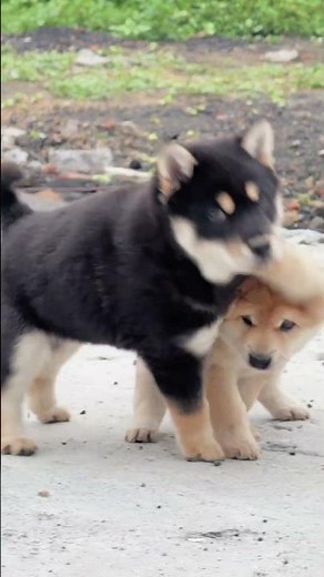 🐶 Cute Baby Puppies Playing Happily– Relaxing Dog Sounds & Joyful Moments!