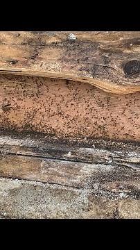 Carpenter Ant infestation and Repair