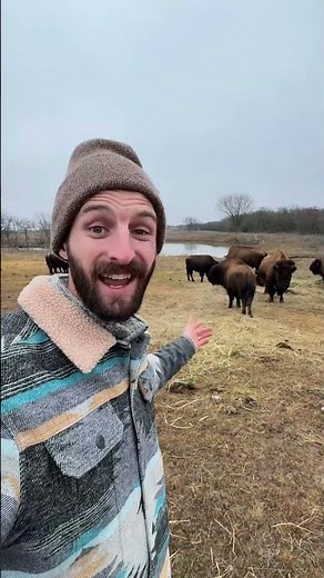 5 Facts About Bison 🦬