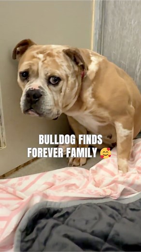 Shelter Bulldog Tries to Hide from the World - Wait until you Meet Her New Family 🥰 | Rocky Kanaka