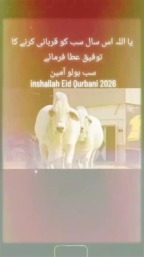 #cows #animals #2026