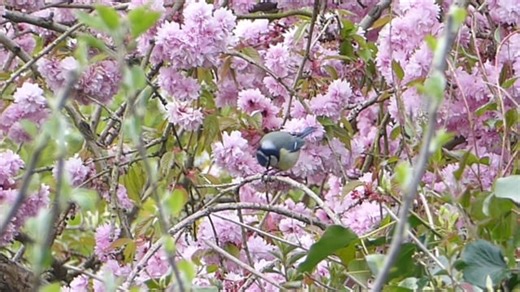 Blue Tit, Blossom, Tree. Free Stock Video
