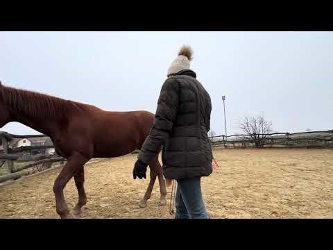 Karin und LEEROY Parelli Audition Level 3 Liberty