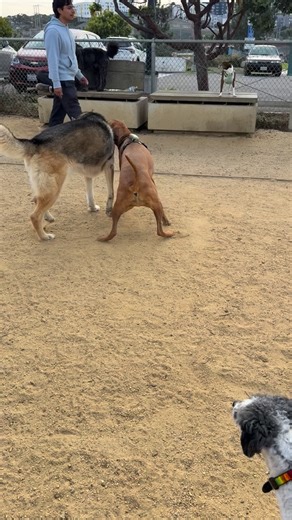 Barky party animals partying. | Thank Dog SF