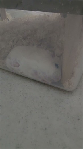 좋은 집 두고 노숙(?)하는 빵떡이 #hamster🐹 #bbangddeok #드워프 햄스터#ハムスター #추천추천추천추천추천추천추천#빵떡이❤️