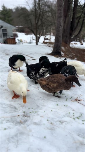 All About Peas: Raising Ducks on a Homestead