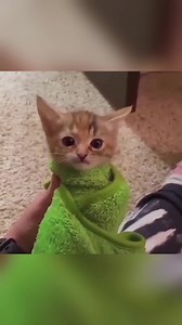 Top Cat Memes That Will Make You Laugh