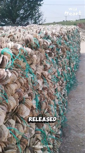 How Oysters Really Grow