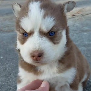 Mesmer-EYE-zing 😍 Puppies can see color, but he cannot see the same spectrum as we do: bit.ly/PuppySenses | American Kennel Club