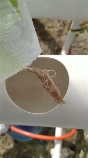 Grow Vegetables Without Soil! DIY PVC Hydroponic System at Home 🌱 Hydroponic Gardening #Shorts