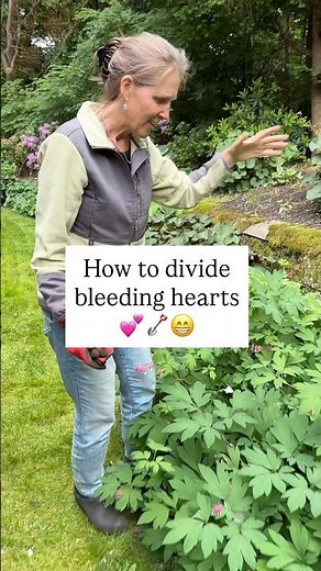How To Divide Bleeding Hearts 💕