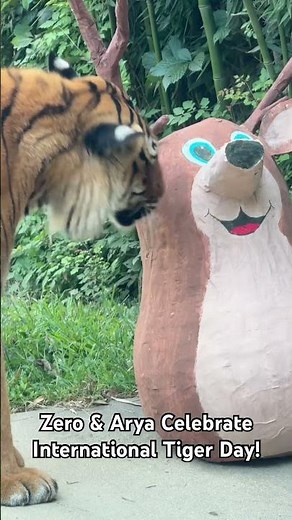 Happy International Tiger Day from Zero & Arya! # #cincinnatizoo #tiger