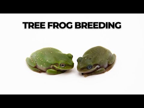 How to Breed Whites Tree Frogs - Rain Chamber.