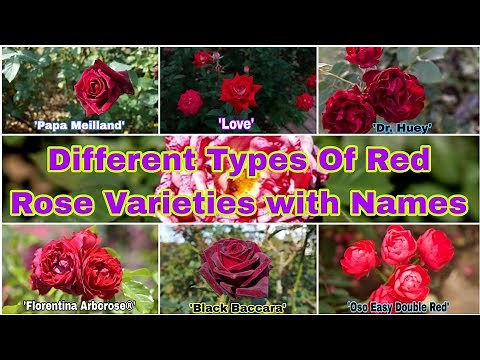 31 Different Types of Beautiful Red Rose Varieties with Names/Rose Flower Varieties with Name