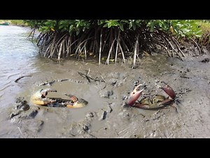 Many Huge Mud Crabs Catching In Muddy at Mangrove Areas after Water Low Tide