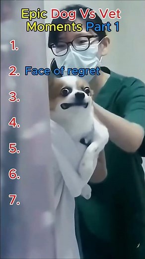 Epic dog vs vet moments Part 1
