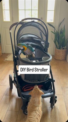 Louie the Macaw | You asked for it. Here’s how I DIYed Louie’s new bird stroller! All items used (except the PVC which can be purchased at your local... | Instagram