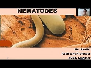 Nematodes; its morphology and classification by Shalini Thakur