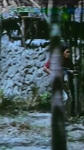 756K views · 7.2K reactions | Hindi pala kakampi kundi kaaway! | Viva Entertainment | Facebook