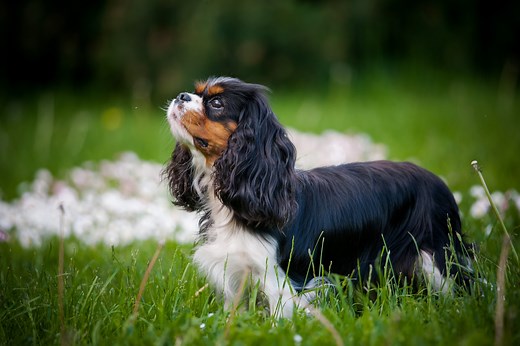 Are pedigree dogs better? Vets reveal their top 6 breed choices