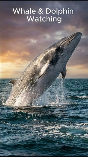 Pico Island Marine Tours