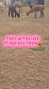 A local person donated extra pumpkins, alpacas thought they were poison #alpacafarm #alpacalove #alpaca #halloween2025 | Lavender and Honeycomb